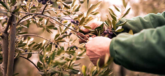 Olivenöl mit Qualität: Wie wird es hergestellt?