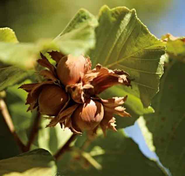 Haselnüsse am Baum mit grünen Blättern im Sonnenlicht.