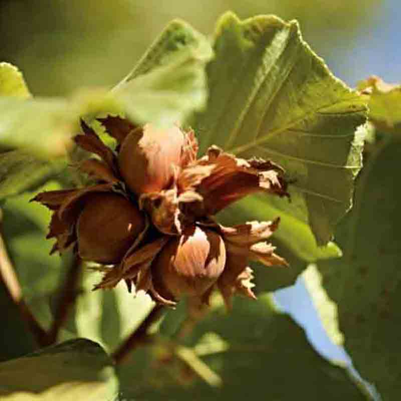 Haselnüsse am Baum mit grünen Blättern im Hintergrund.