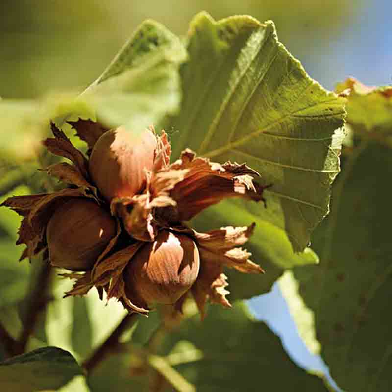 Piemont-Haselnuss am Baum mit grünen Blättern.