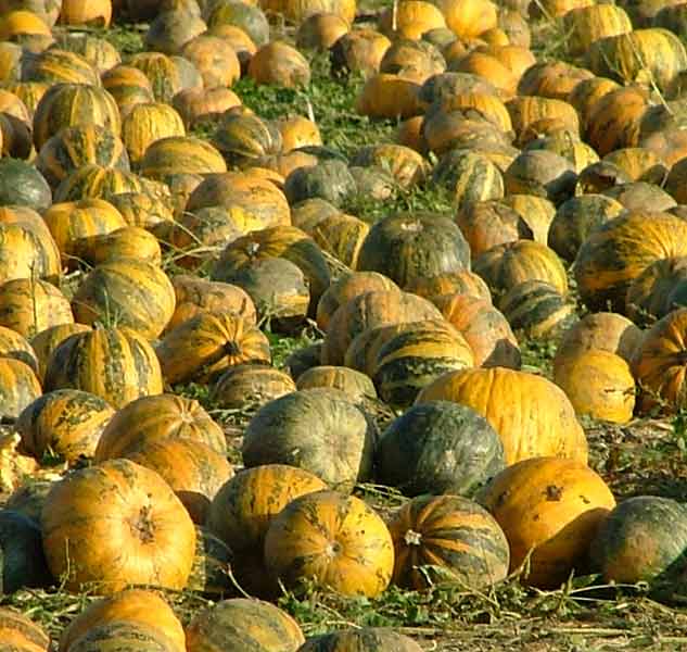 Viele Kürbisse auf einem Feld.