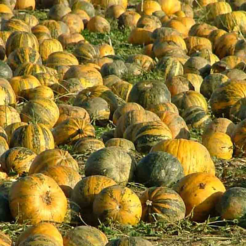 Gelbe steirische Kürbisse wachsen auf einem Feld