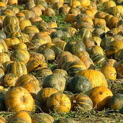Gelbe steirische Kürbisse wachsen auf einem Feld