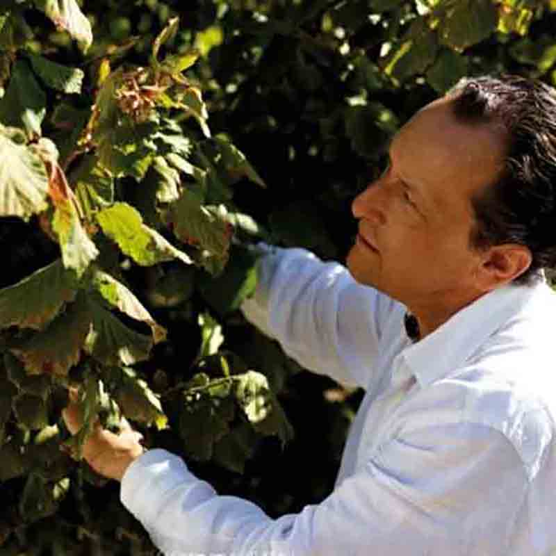 Person erntet Blätter von Pflanze.