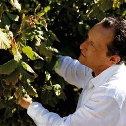 Person erntet Blätter von Pflanze.