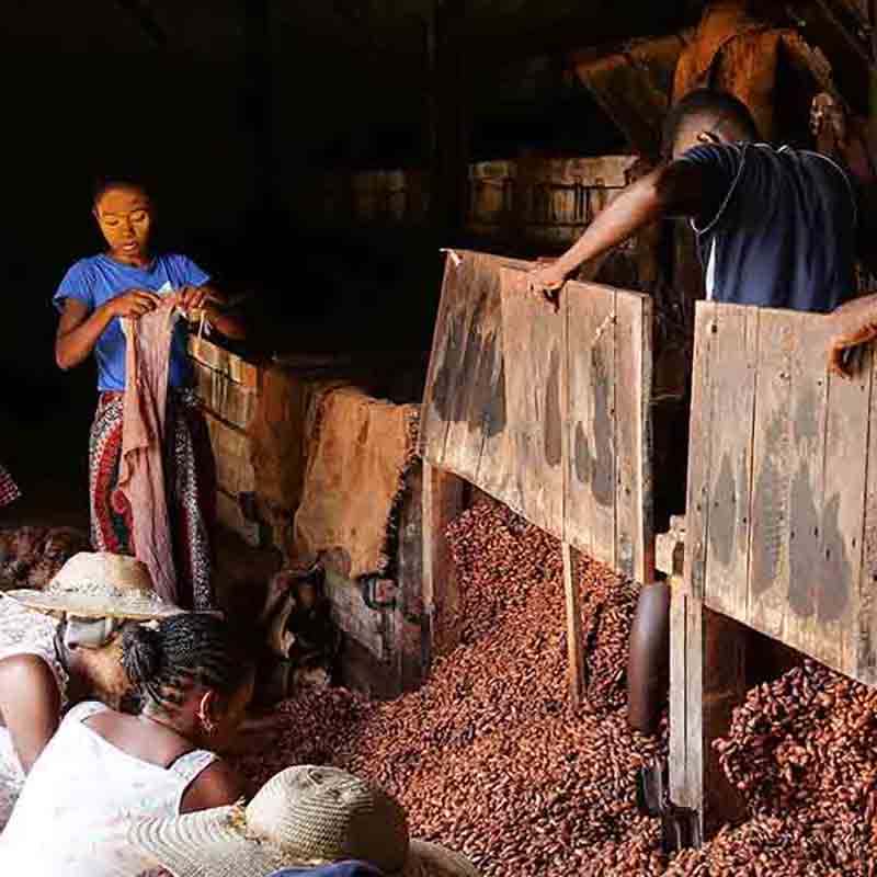 Menschen arbeiten mit Kakaobohnen.