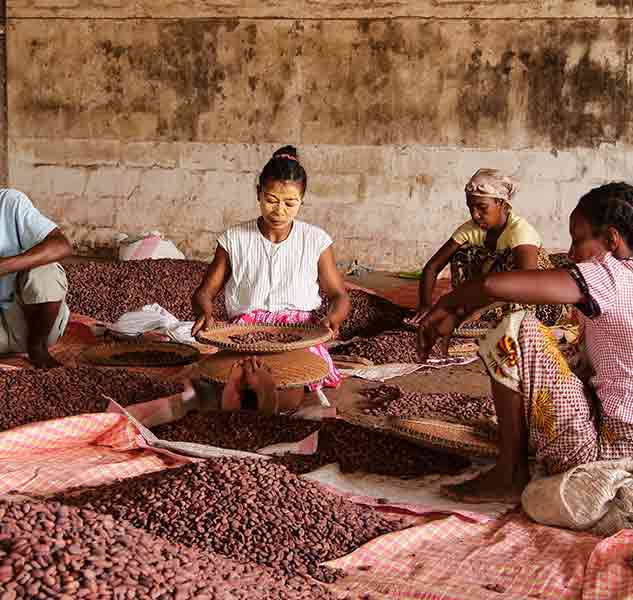 Menschen sortieren Kakaobohnen auf Boden.