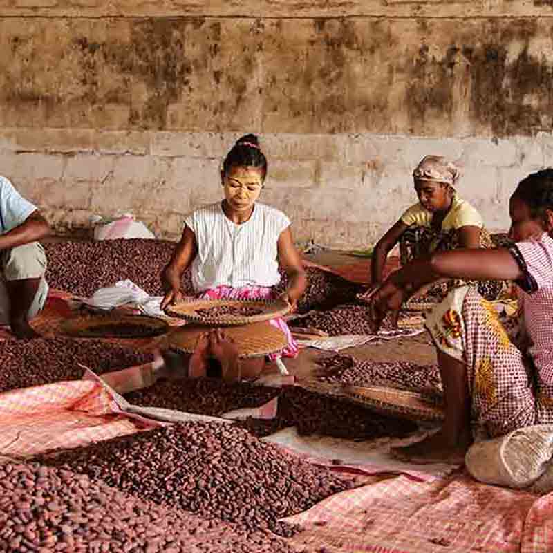 Kakaobohnen werden von Hand sortiert – Zotter fördert Arbeitsbedingungen und traditionelle Verarbeitung.