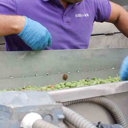 Olivenverarbeitung in einer Maschine.