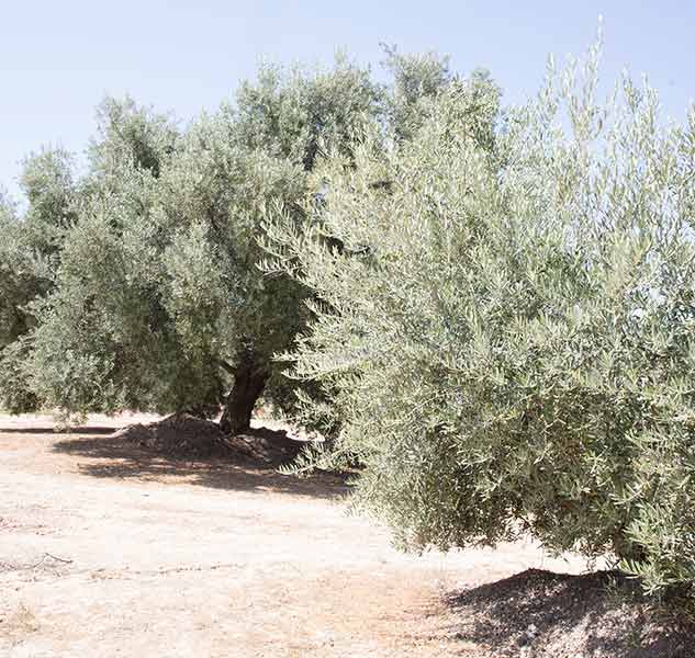 Olivenbäume auf einem trockenen Feld unter klarem Himmel.