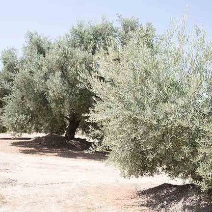 Olivenbäume in sonniger Landschaft.