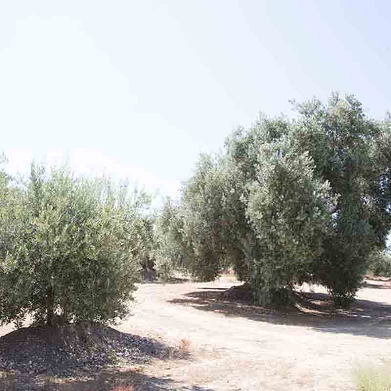 Olivenbäume auf sonnigem Feld.