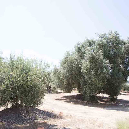 Olivenbäume auf sonnigem Feld.