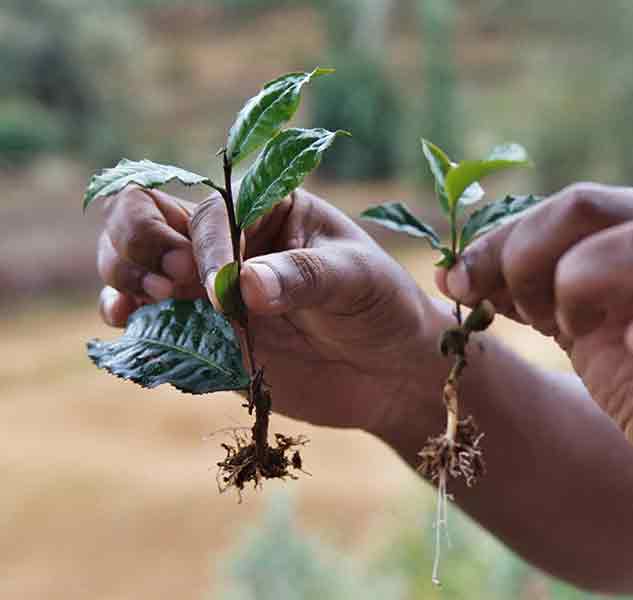 Zwei Setzlinge in Händen.