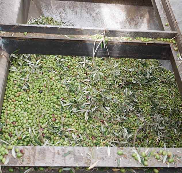 Oliven in einer Presse zur Herstellung von Olivenöl.