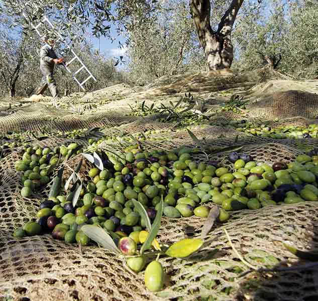 Oliven auf Netzen unter Olivenbäumen, Ernte im Hintergrund.