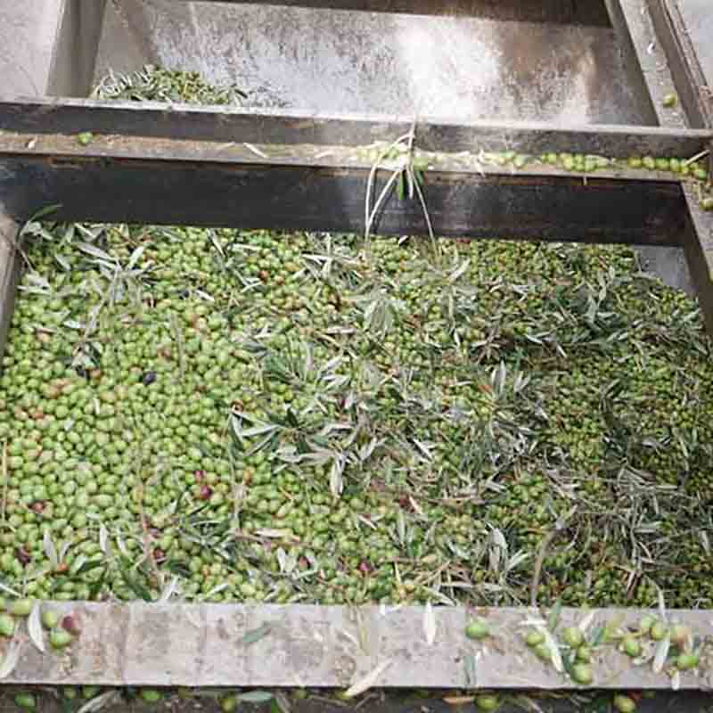 Oliven in einer Produktionsanlage zur Herstellung von Olivenöl.