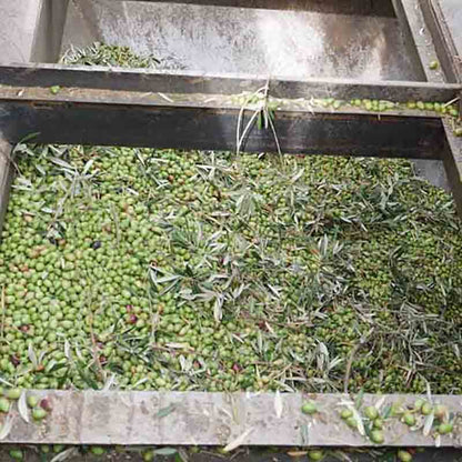 Oliven in einer Produktionsanlage zur Herstellung von Olivenöl.