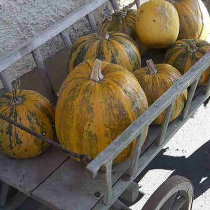 Gelbe Kürbisse aus der Steiermark liegen auf einem alten Holzwagen.