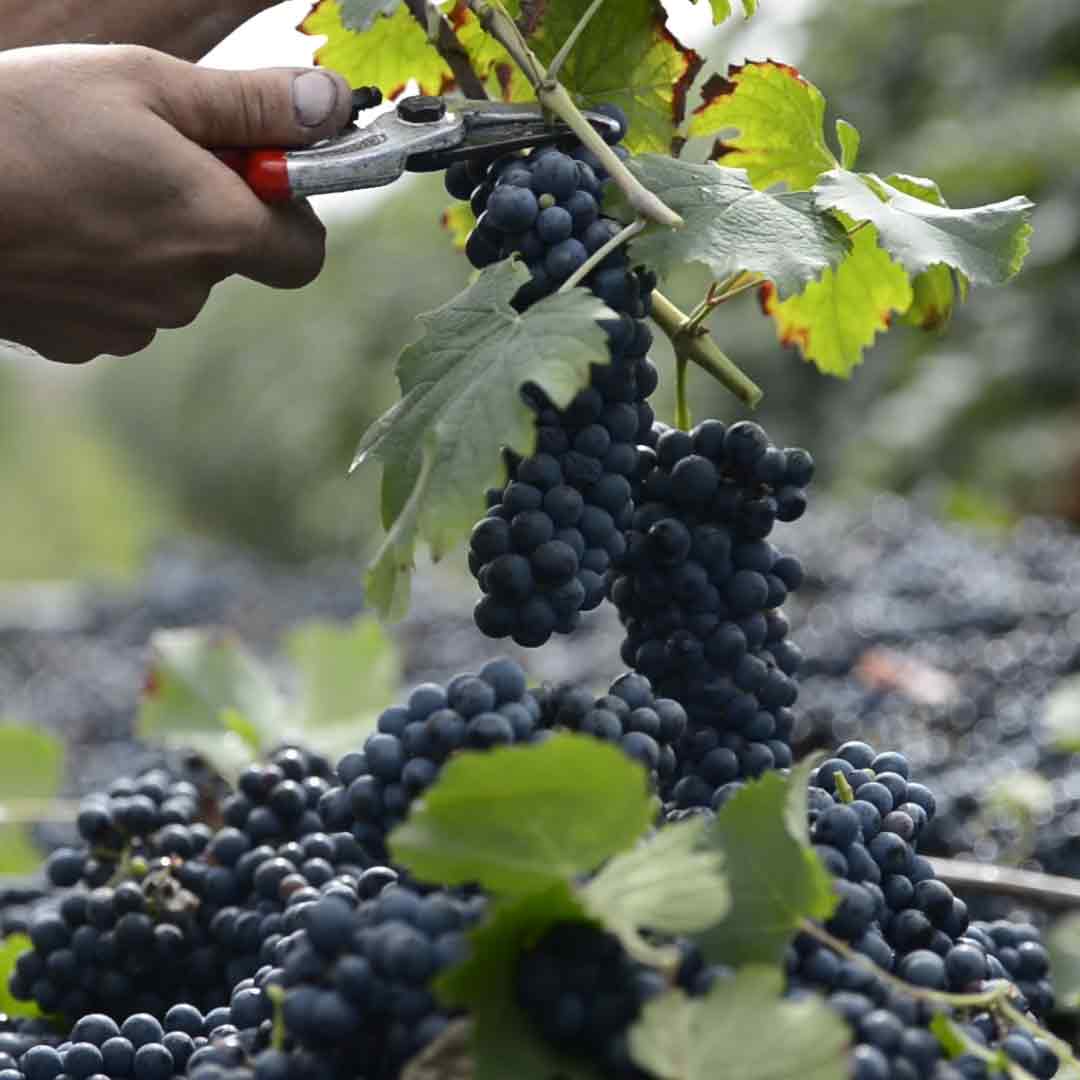 Weintrauben werden geerntet.