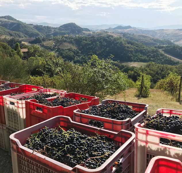 Weintrauben in Kisten vor hügeliger Landschaft bei Ernte.