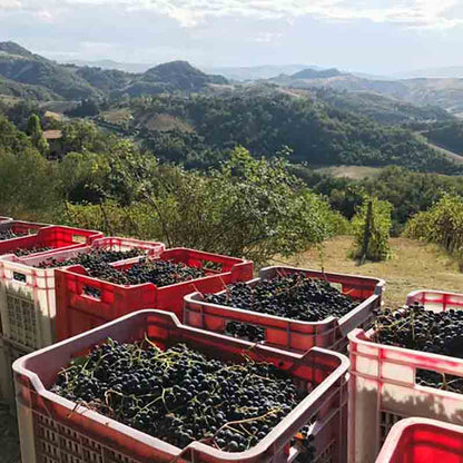 Kisten mit Trauben in Landschaft.