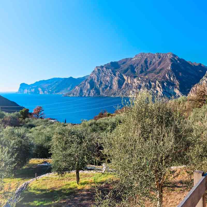 Olivenhain mit Berg- und Seeblick.