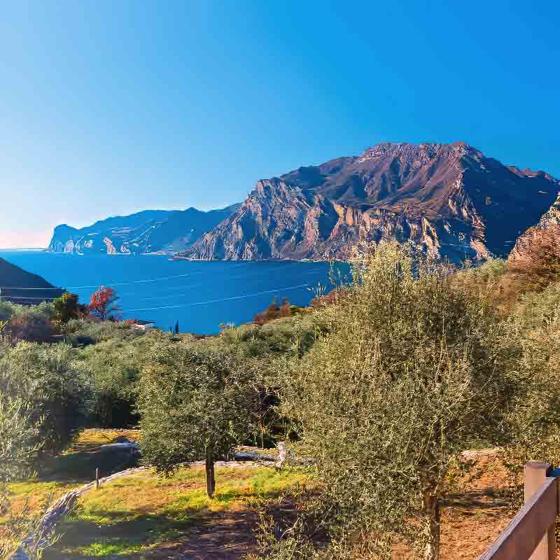 Olivenhaine mit Blick auf den Gardasee unter blauem Himmel.