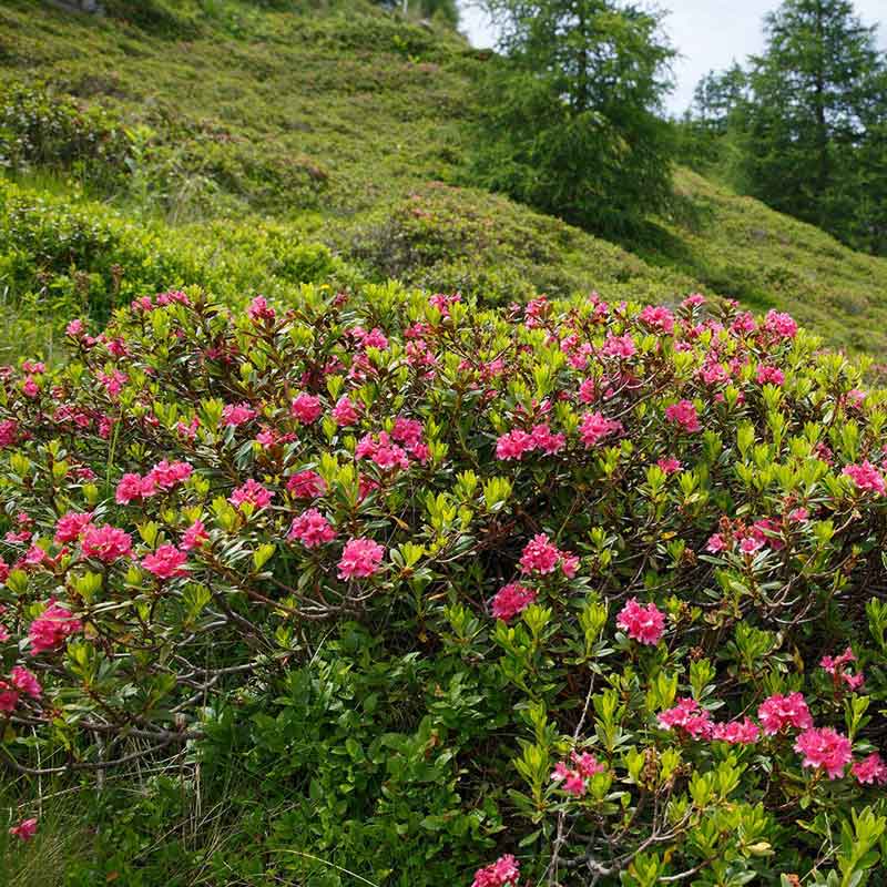 Alpenblumen auf grüner Wiese.