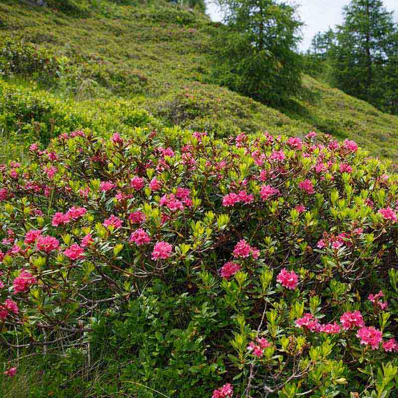 Alpenblumen auf grüner Wiese