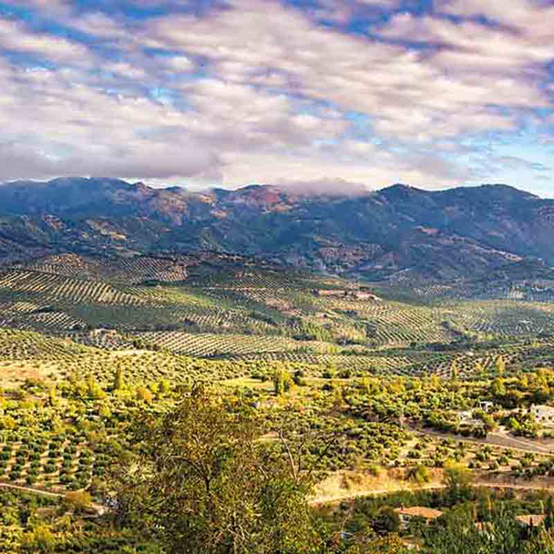 Olivenhaine in hügeliger Landschaft.