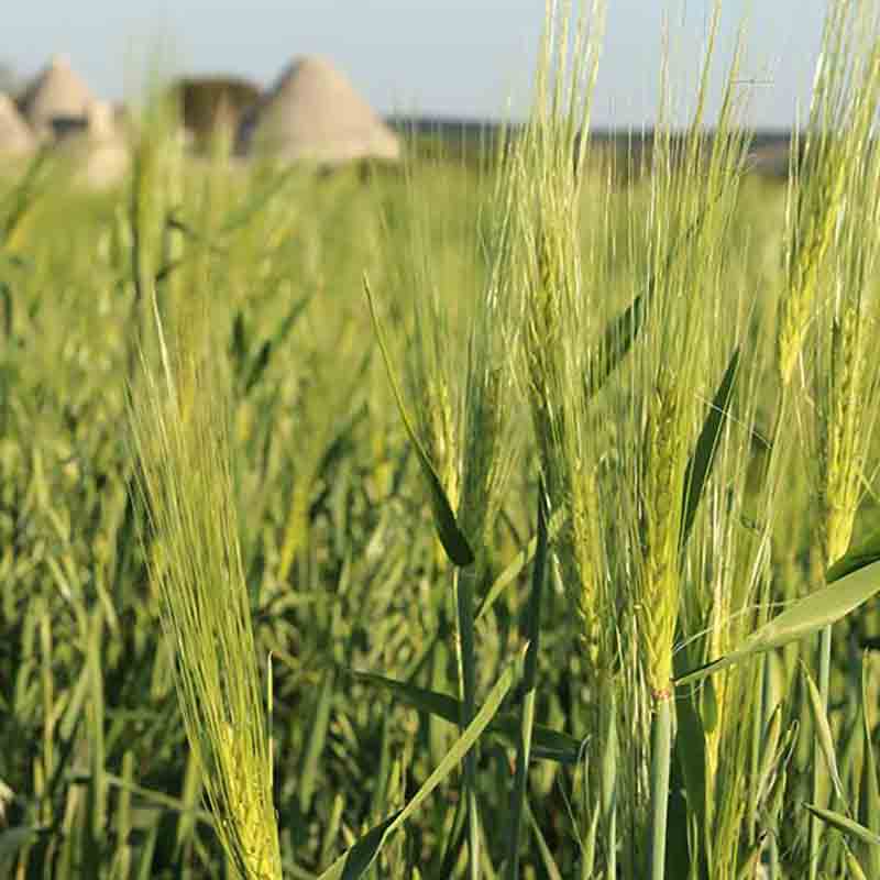 Grüner Weizen. Im Hintergrund sieht man die Dächer von traditonellen Trulli Häusern.