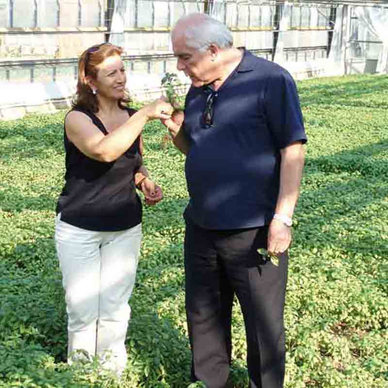 Hersteller Familie im Basilikumfeld