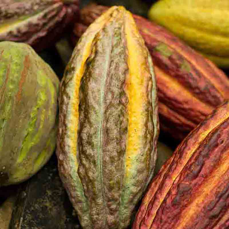 Kakaofrüchte in verschiedenen Farben.