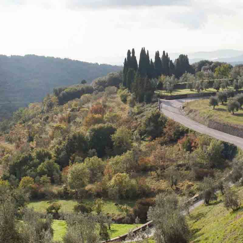 Malerische toskanische Landschaft mit Olivenhainen und Zypressen entlang einer kurvigen Straße.