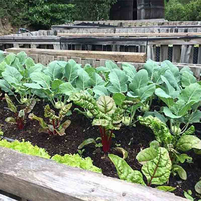 Gemüsegarten mit verschiedenen Pflanzen.