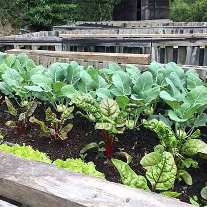 Gemüsegarten mit verschiedenen Pflanzen.