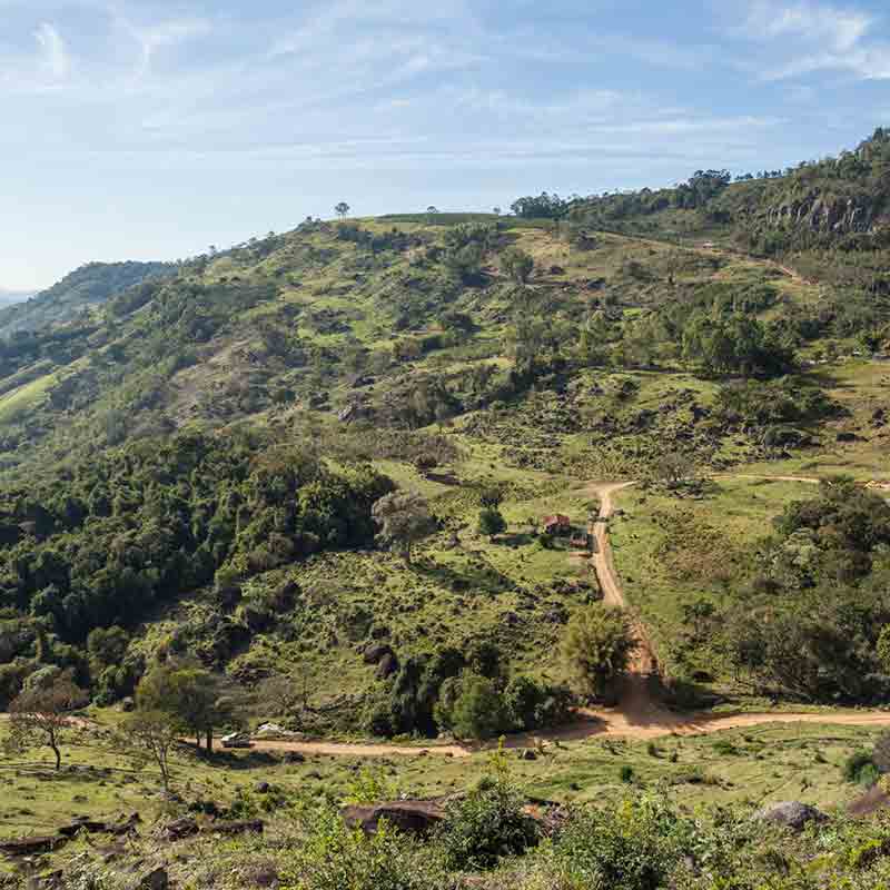 Landschaft mit Hügeln und Bäumen.
