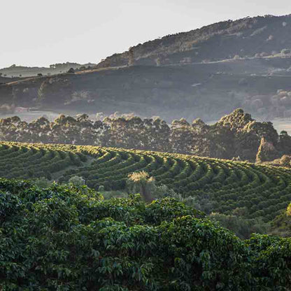 Anbauregion für den Sirocco Kaffee