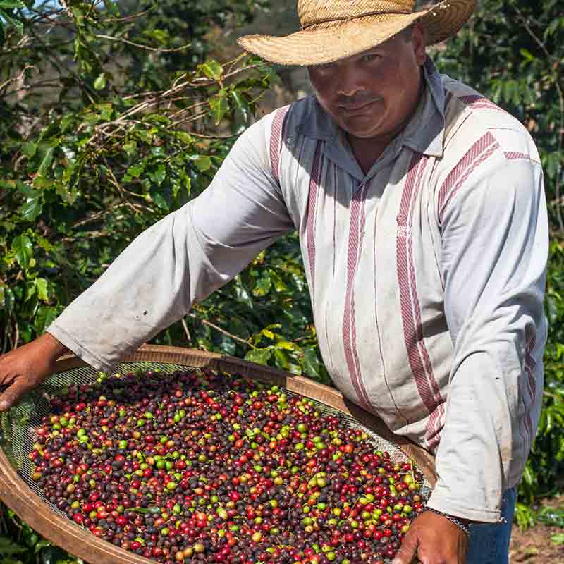 Mann mit Kaffeebohnen-Ernte.