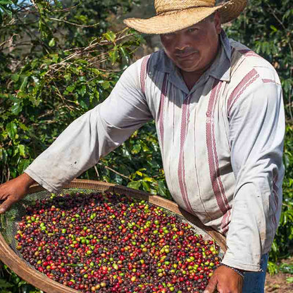 Mann mit Kaffeebohnen-Ernte.