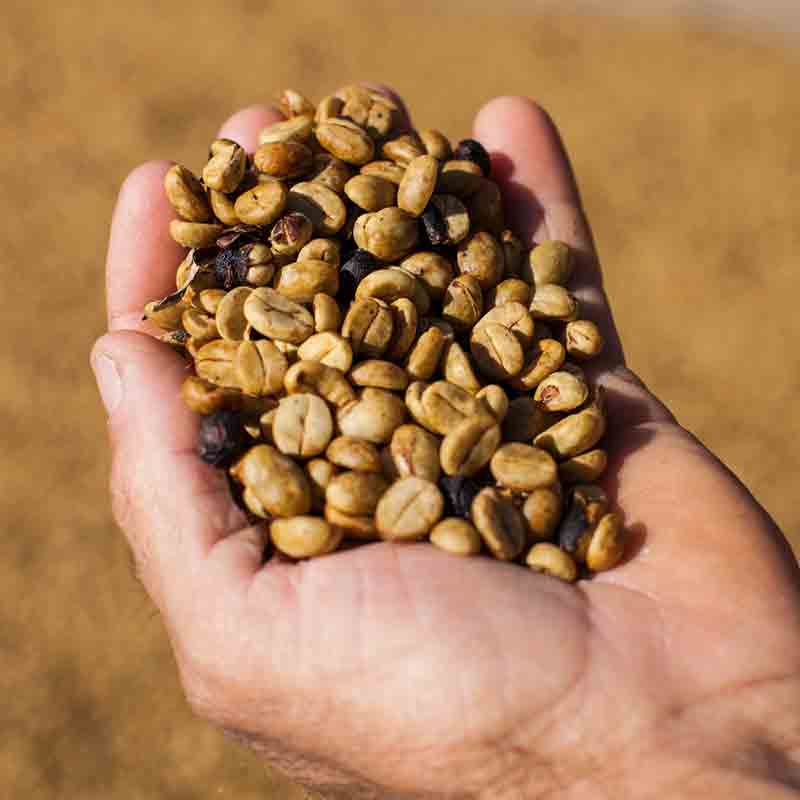 Kakao-Bohnen in der Hand