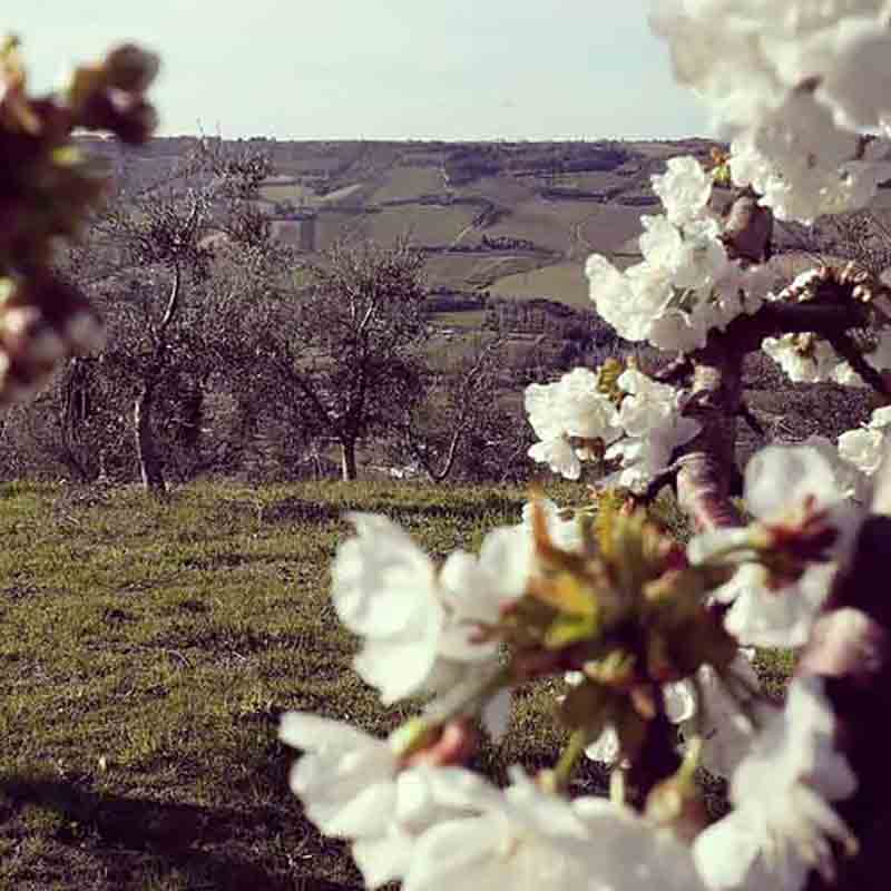 Blühende Bäume und Landschaft.