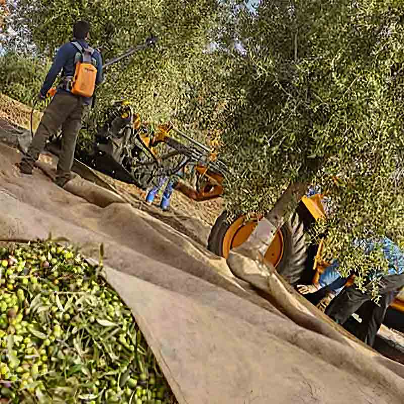 Olivenölernte mit Maschinen und Arbeitern in Olivenhain.