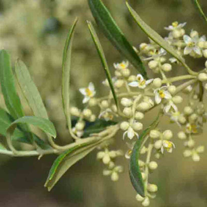 Olivenblüten an einem Olivenbaumzweig, Casas de Hualdo.