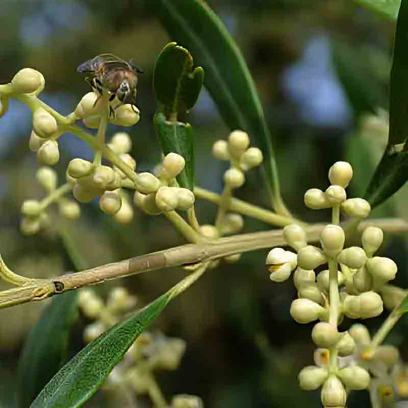 Biene auf Olivenblütenzweig.