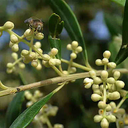 Biene auf Olivenblütenzweig.