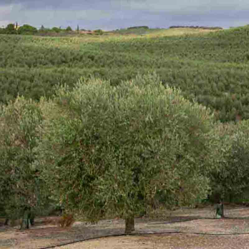 Olivenhain mit Bäumen und Hügeln im Hintergrund.