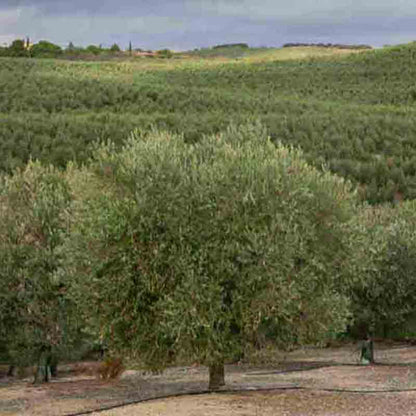 Olivenhain mit Bäumen und Hügeln im Hintergrund.