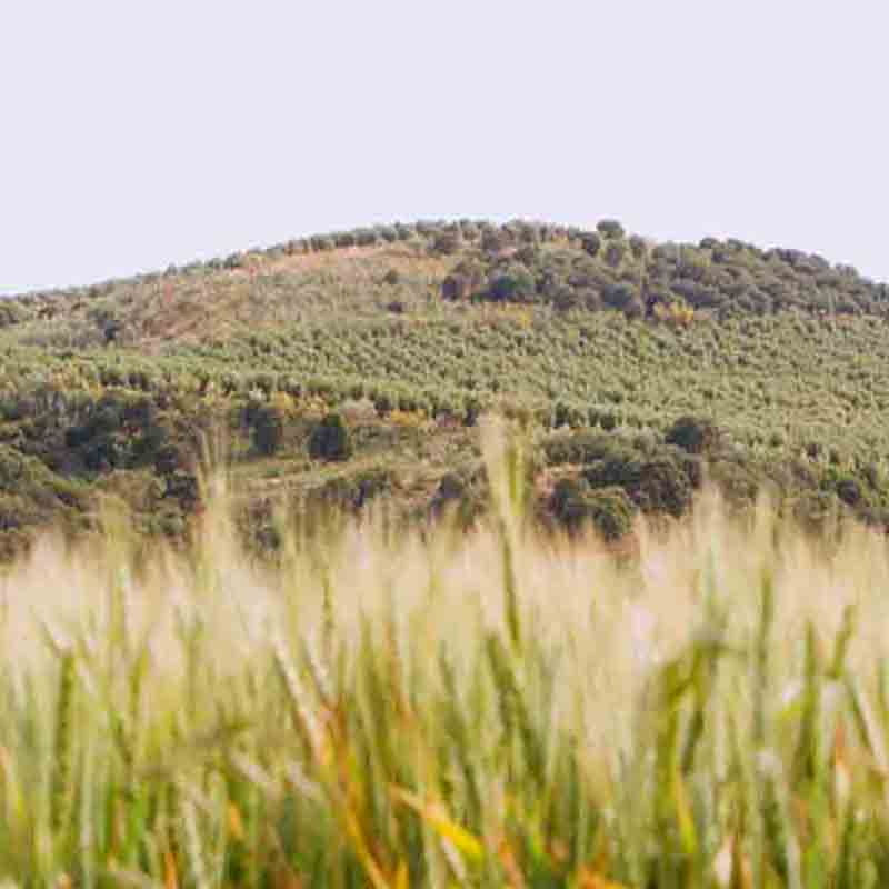 Olivenhain auf sanften Hügeln.